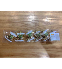 4/S 圣诞树 香槟（含税 BRUTO)