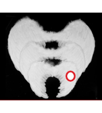 45*35羽毛翅膀（白） 12中包
